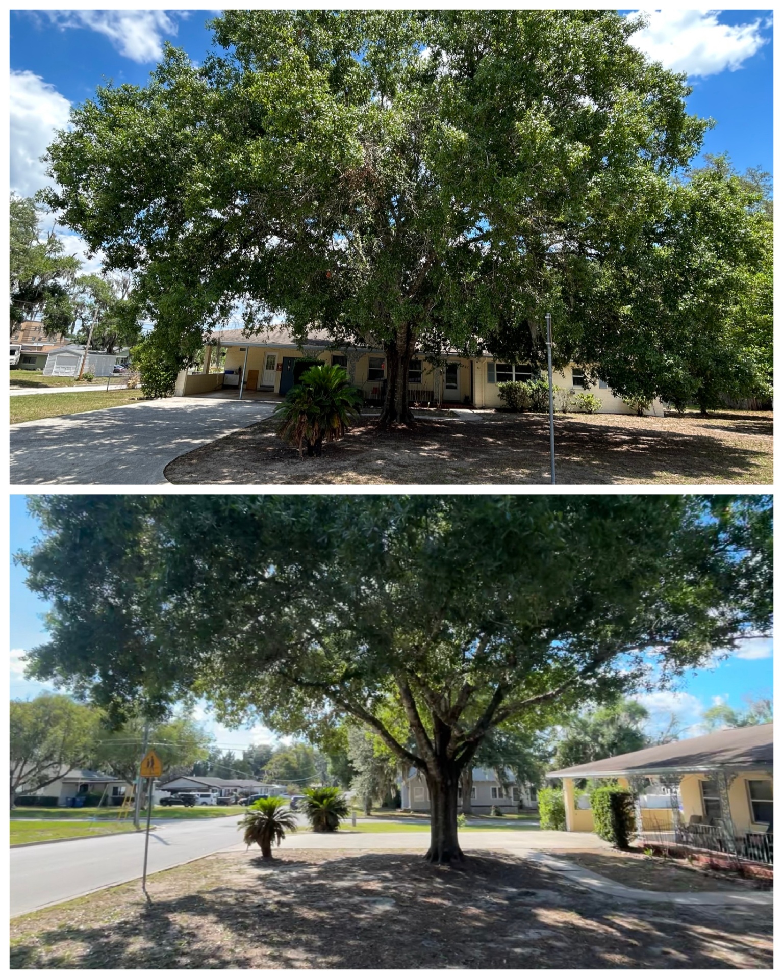 Tree trimming, Groveland