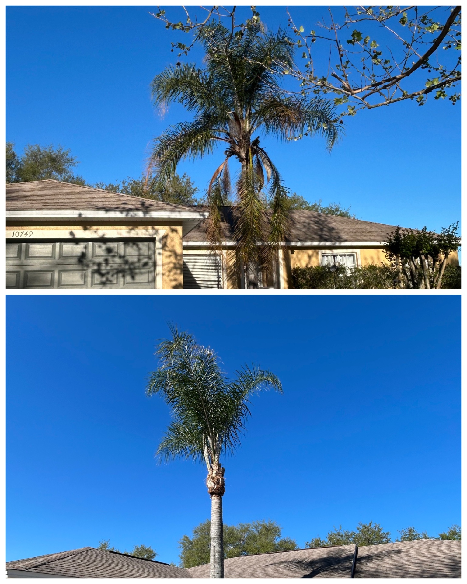 Palm trimming, Groveland