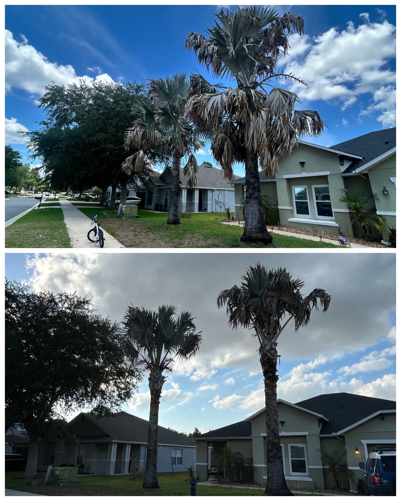 Palm trimming , Clermont