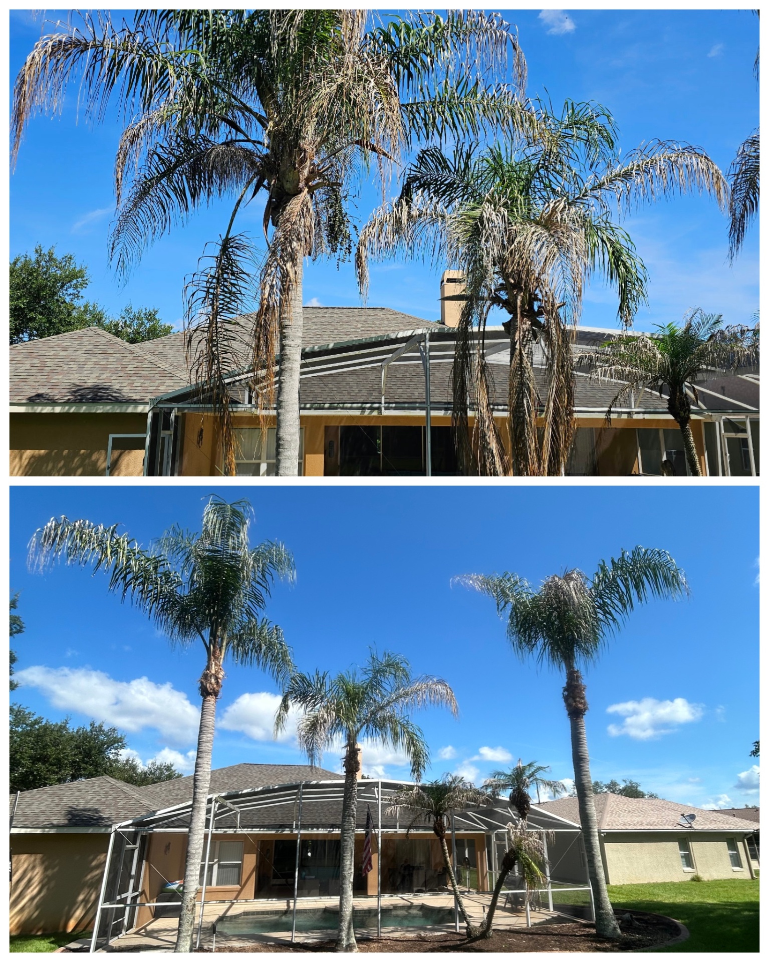 Palm trimming, Clermont