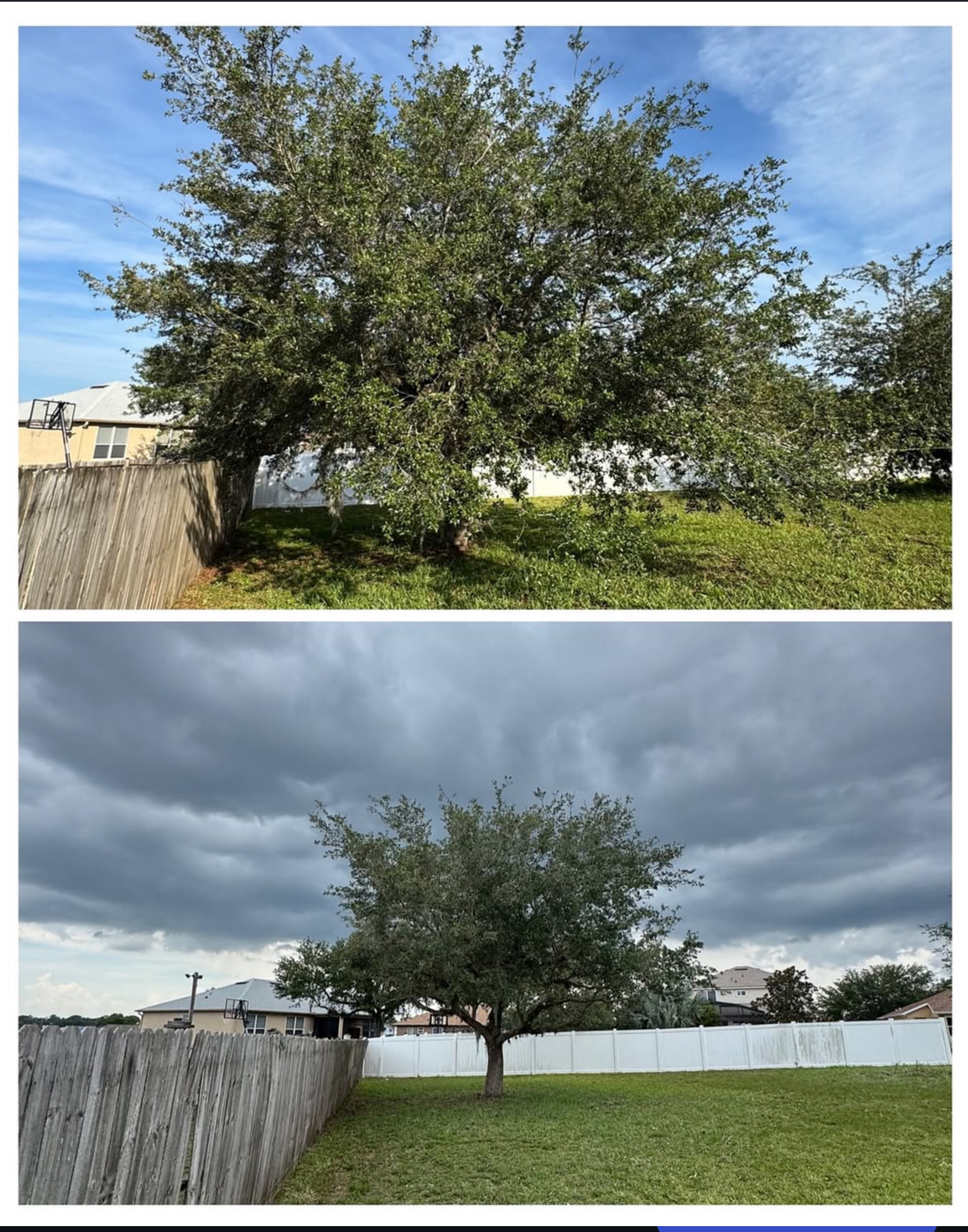 Tree trimming, Clermont