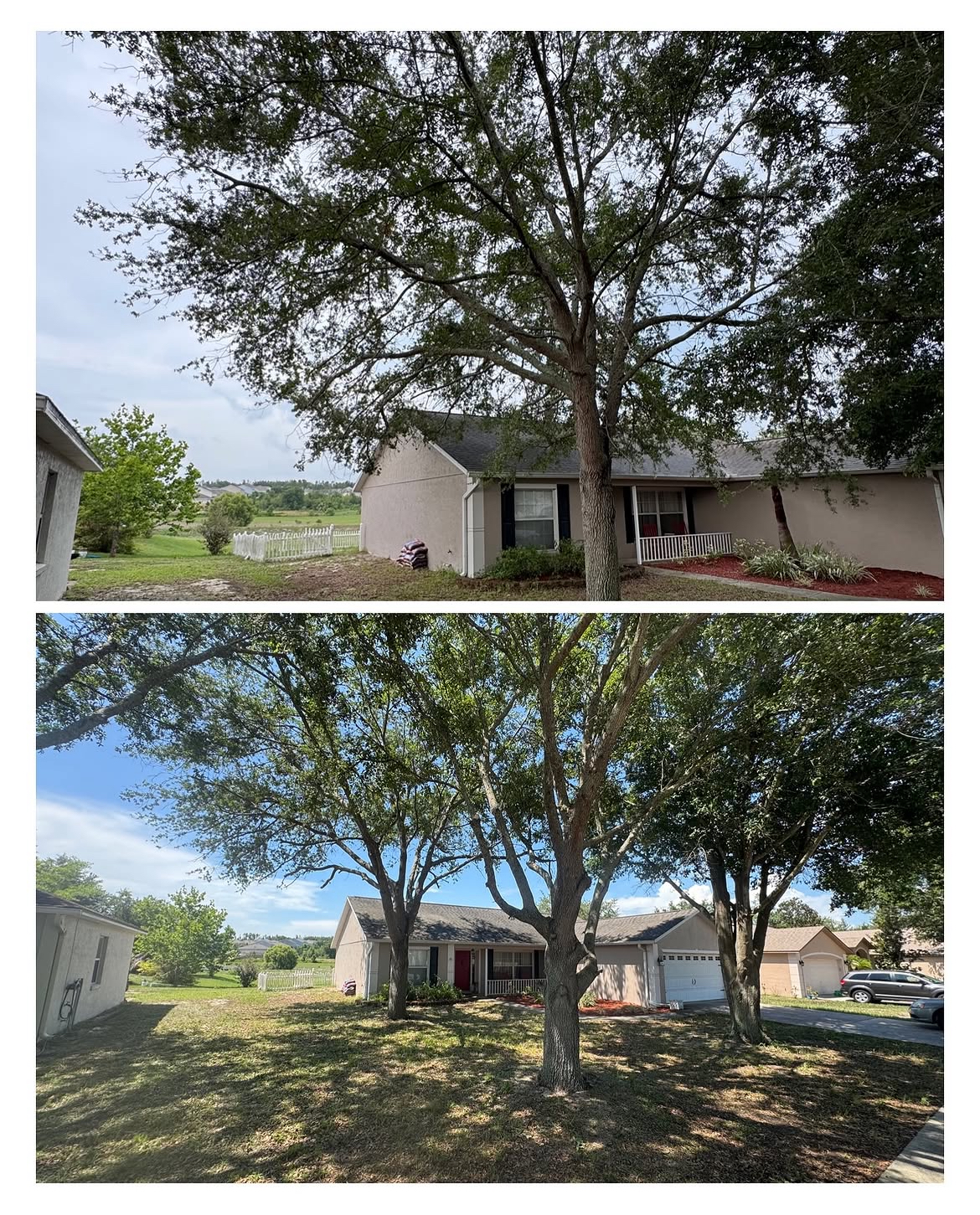 Tree trimming, Minneola