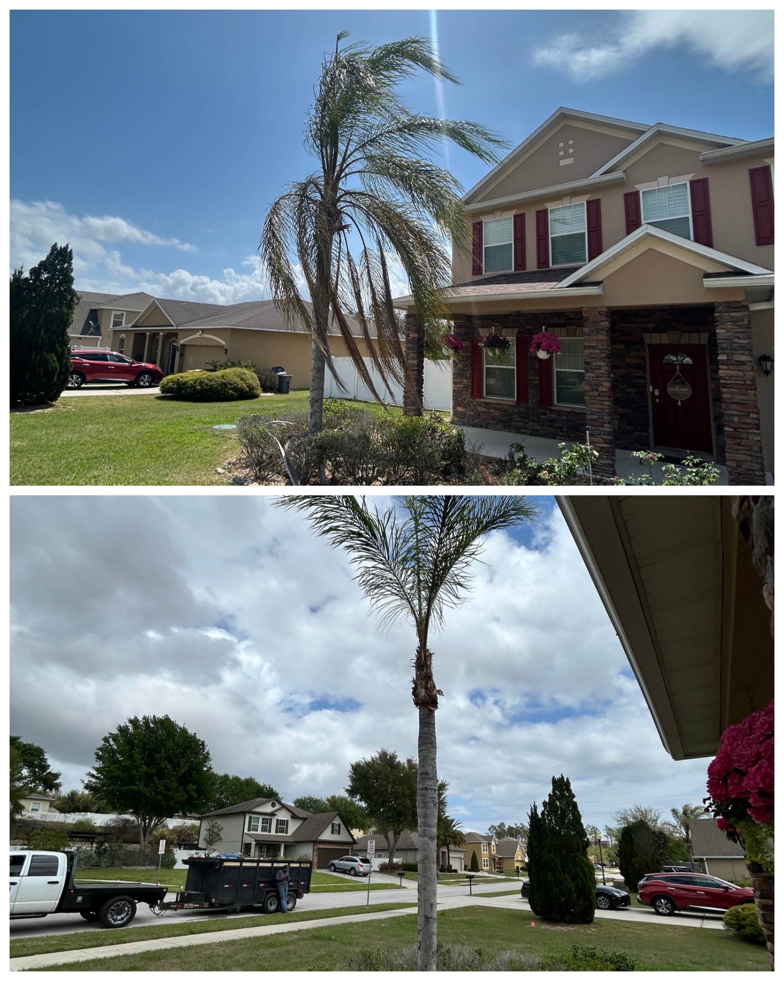 Tree Services
